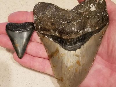 Megalodon’s Extinction Linked To Being Warm-Blooded