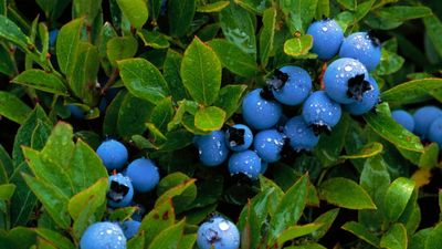 When should I fertilize my blueberry plants? Expert tips for a bumper crop