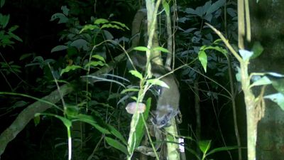 Flying squirrels in China have discovered a clever new trick to store nuts for longer