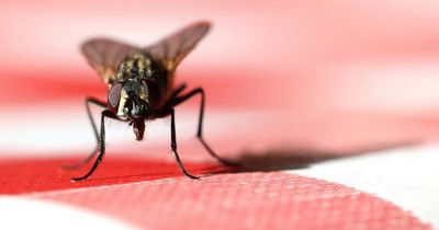 Instant 'cotton wool' hack keeps pesky flies away - and it makes your house smell lovely