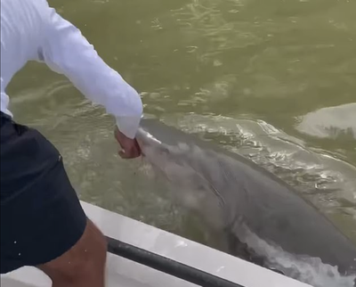 Dramatic video shows shark attack man and pull him into water