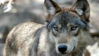 Don’t take away gray wolves’ protection under Endangered Species Act without proper discussion