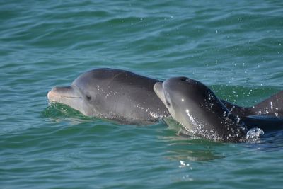 Dolphin moms use baby talk to call to their young, study shows