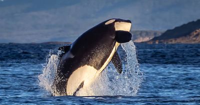 A magical experience: orcas dance close to the shore at Merimbula