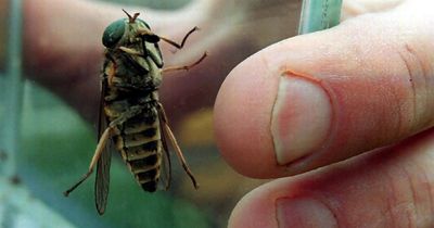 How you can tell if you've been bitten by a horsefly and what you should do