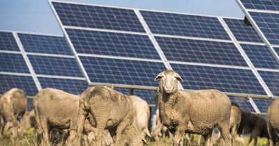 Farmers not sheepish about panel power in their paddocks