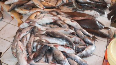 Cameroon Works To Reverse EU Seafood Ban Amid Concerns Over Unchecked Industrial Fishing