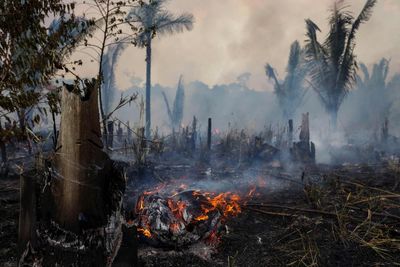 Destruction of world’s pristine rainforests soared in 2022 despite Cop26 pledge