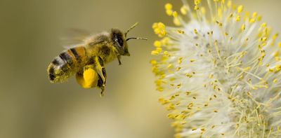 Bees are astonishingly good at making decisions – and our computer model explains how that's possible