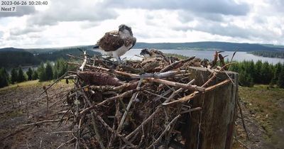 Northumberland's Kielder ospreys get their own YouTube channel