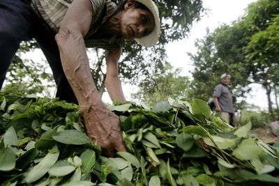 Peru’s coca leaf cultivation reaches record high in 2022