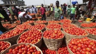 Tomato prices shoot up to Rs 80-100/kg across the country due to short supply