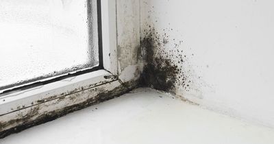 5 ways to prevent and remove black mould as summer heat makes it perfect breeding ground