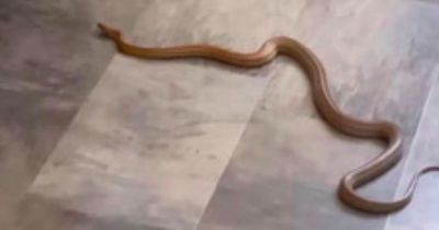 Terrifying moment snake slivers into family's kitchen before disappearing behind dishwasher