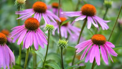 Plants That Can Withstand Heat and Cold — 11 Varieties Picked by Experts