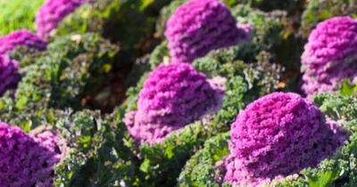 Eight pretty garden plants you might not realise you can eat