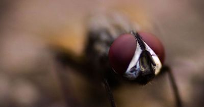 Woman shares 55p trick that will keep flies out of your home with no nasty smell