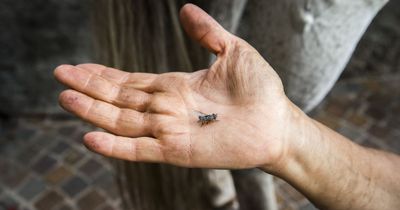 Warning as 'most painful insect bite in UK' causes dizziness and 'rabbit fever'