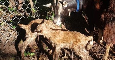 Urgent appeal to locate missing baby goats