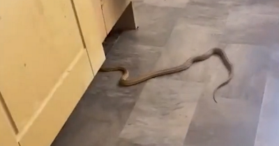 Children left terrified as snake slithers through family's kitchen