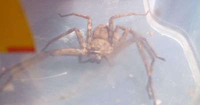 Huge high-speed jumping spider found in suitcase after trip to Africa