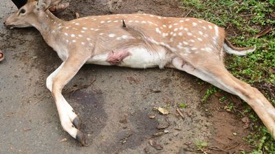 Spotted deer hunted down in Chintoor Agency