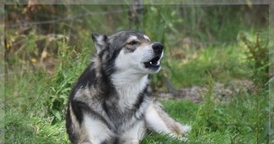 Beloved Cork open farm wolfdog Axel found dead days after breaking free from enclosure
