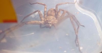 Man finds huge African huntsman spider in suitcase at Edinburgh home