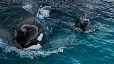White Gladis the orca may have been pregnant when she started attacking boats