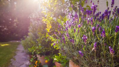 Lavender Plant Care — What You Need to Do to Grow Healthy and Happy Ultra-fragrant Buds