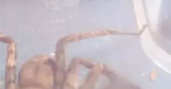 Giant huntsman spider captured on camera in Australia, The Independent