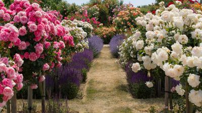 Rose companion plants – the best options for enhancing your displays and to help combat diseases