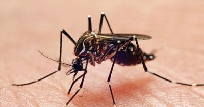 Malaria symptoms to look out for as cases of mosquito-bite disease rise in parts of US