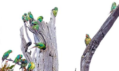 Wildlife photographer arrested in Tasmanian forest where swift parrot habitat is being logged