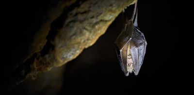 We found coronaviruses in UK bats -- so far the danger’s minimal but we need to know more about viruses that can spread to humans