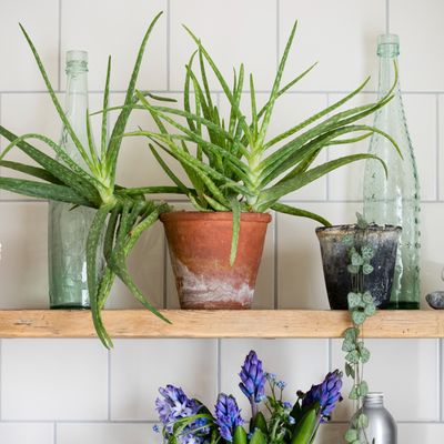 How to propagate aloe vera – grow your aloe collection for free with this step-by-step guide