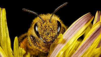 Where do honey bees come from? New study 'turns the standard picture on its head'