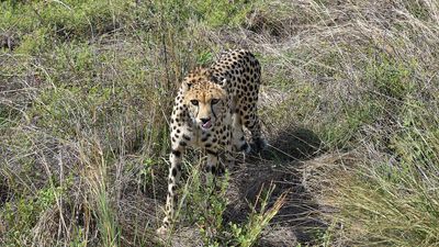 Translocated cheetah injured in skirmish in Kuno Park