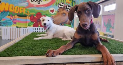 Unique social club for dogs to open with playtime, discos and cafe