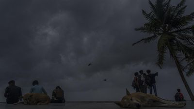 Centre planning new Bill on stray dog issue