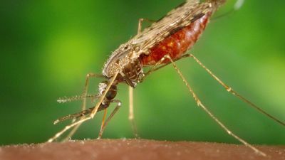5 malaria cases in Florida and Texas were acquired locally, CDC warns