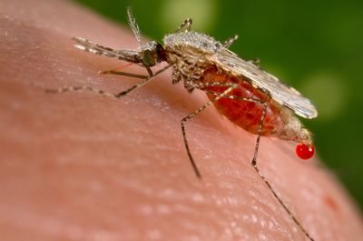 Malaria detected in the southern US for first time in 20 years