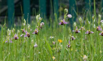 Country diary: An oasis of orchids on an industrial estate