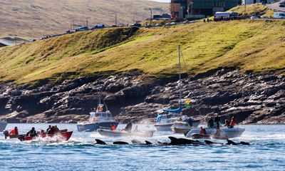 Dolphins, whales and seals being failed by UK government policy, MPs say