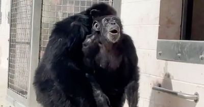 Touching video shows chimp seeing sky for first time after being caged for entire life