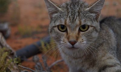 Chaos at New Zealand feral cat hunting contest as video of children chanting with dead animals emerges