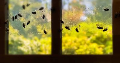 Rentokil warns public of health risk as flies increase this summer