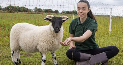 Scots girl who had 'never seen a squirrel' now in training to become shepherdess