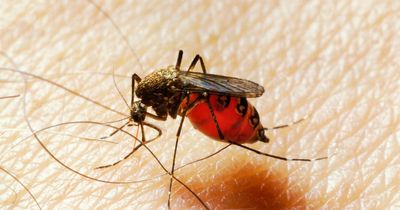 Dengue fever symptoms as concerns mosquito-borne infection headed for UK
