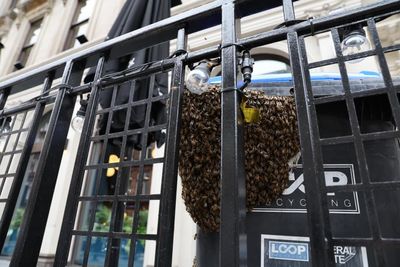 'It's mental': Glasgow bar forced to close by huge bee swarm